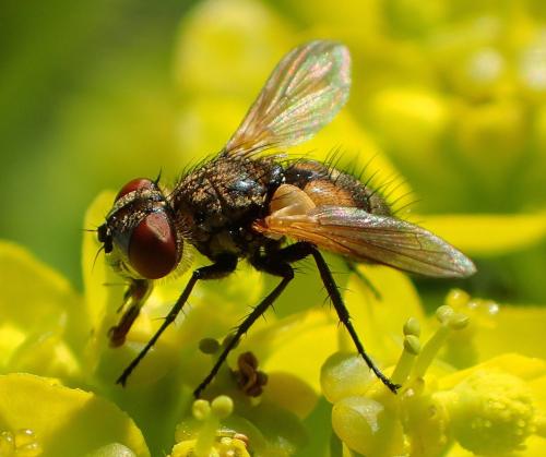 Eliozeta pellucens